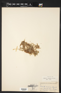 Cuscuta indecora image