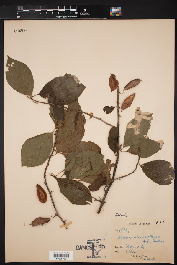 Mohrodendron dipterum image