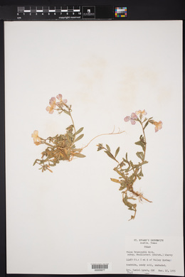 Phlox drummondii subsp. mcallisteri image
