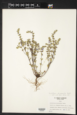 Scutellaria drummondii image