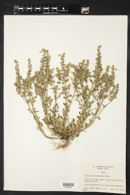 Scutellaria drummondii image