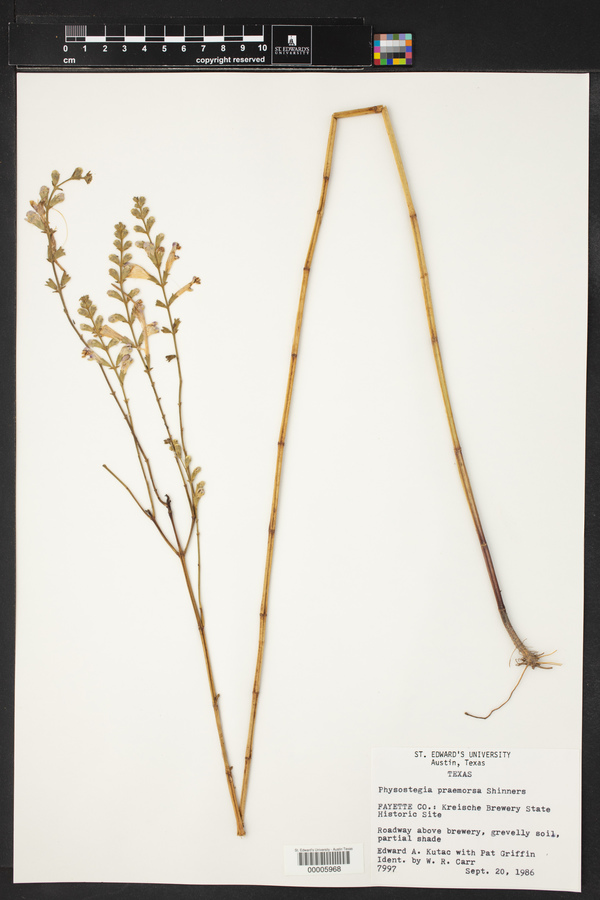 Physostegia praemorsa image