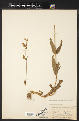 Dracocephalum purpureum image