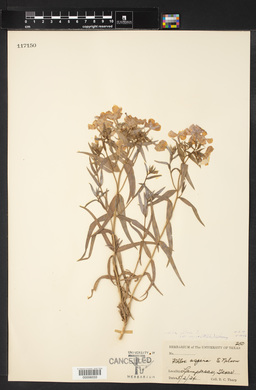 Phlox pilosa var. aspera image