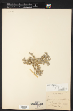 Heliotropium confertifolium image