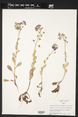 Phacelia patuliflora image