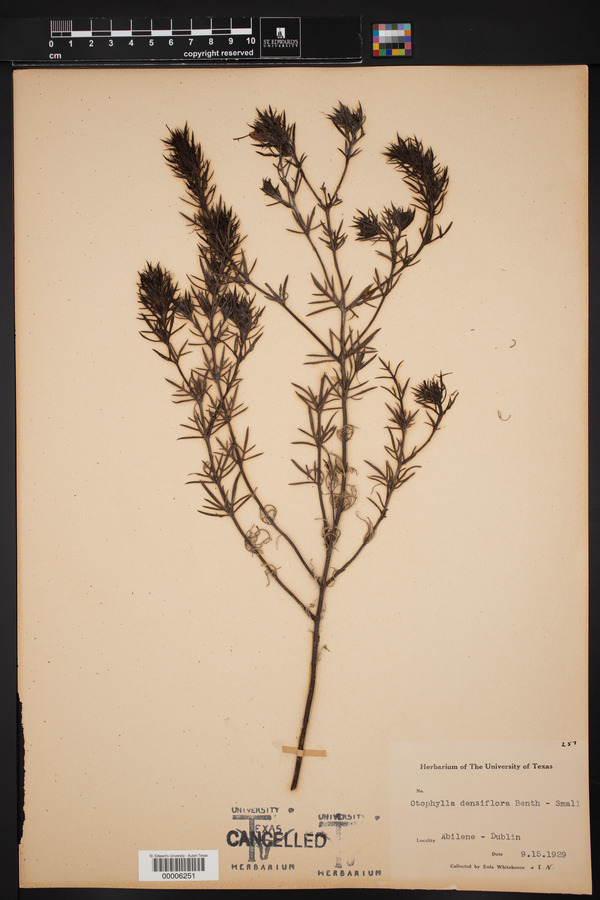 Otophylla densiflora image