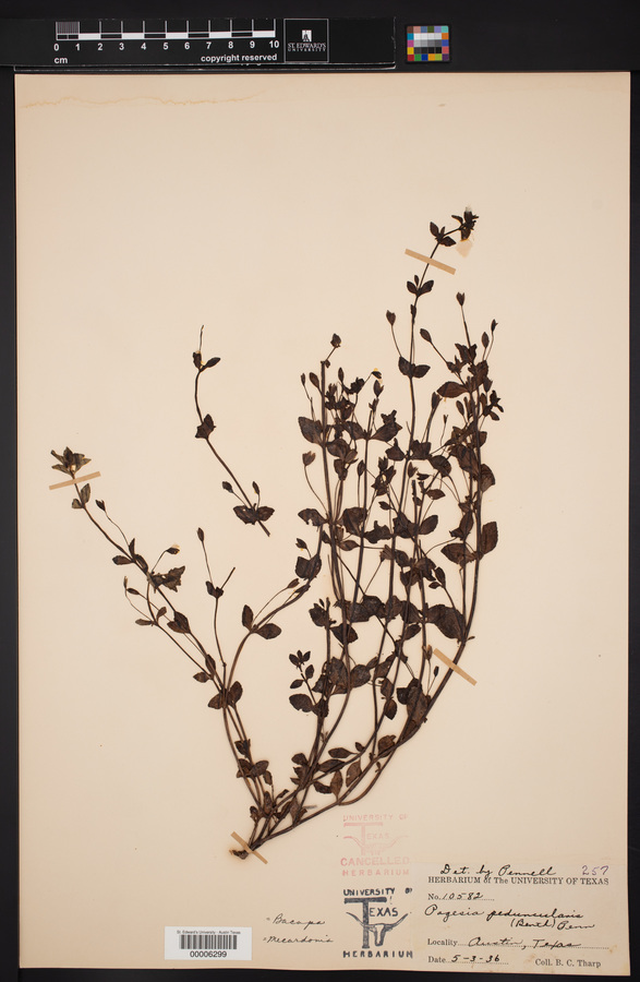 Pagesia peduncularis image