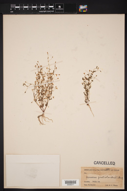 Ilysanthes gratioloides image