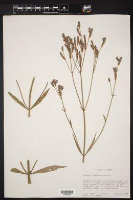 Verbena brasiliensis image