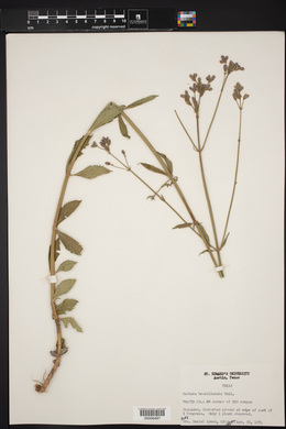 Verbena brasiliensis image