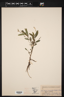 Dianthera lanceolata image
