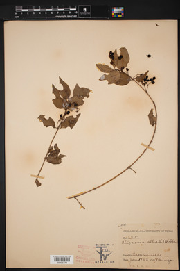 Chiococca alba image