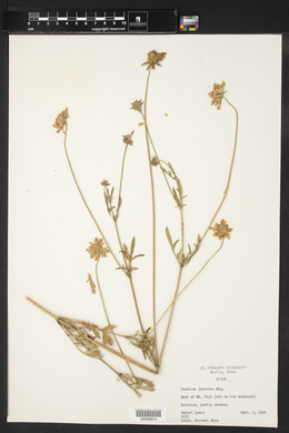 Scabiosa japonica image