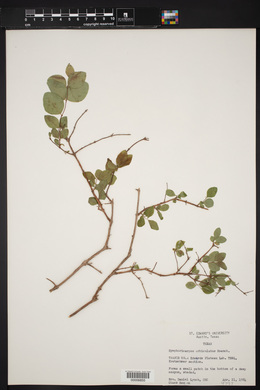 Symphoricarpos orbiculatus image