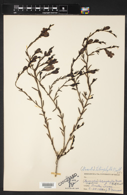 Gerardia heterophylla image