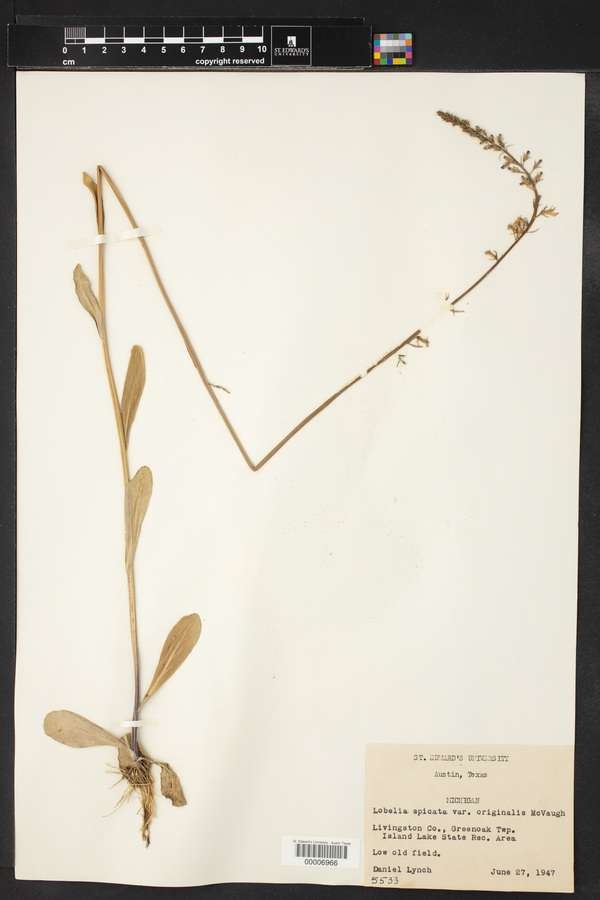 Lobelia spicata var. originalis image