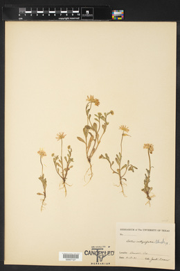 Bellis integrifolia image