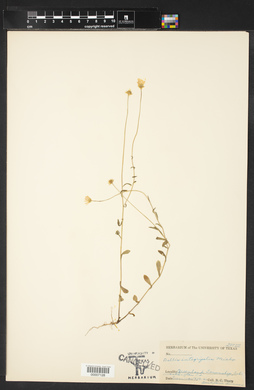 Bellis integrifolia image