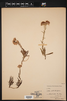 Image of Aster vallicola