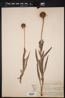 Brauneria angustifolia image