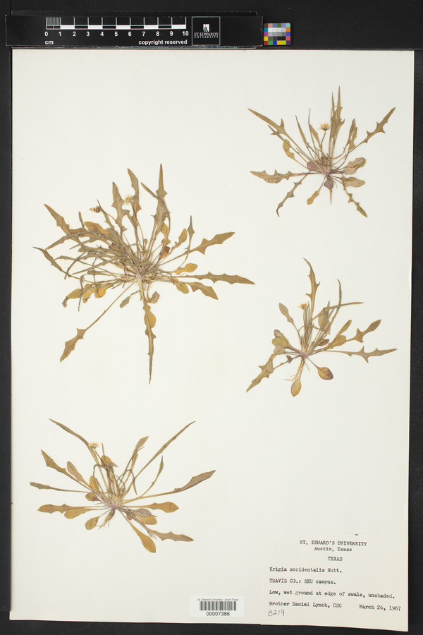 Krigia occidentalis image