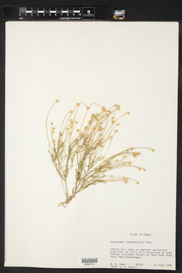 Tetraneuris linearifolia image