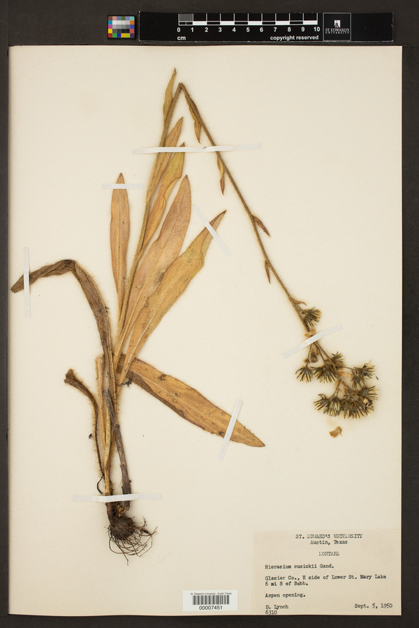 Hieracium cusickii image