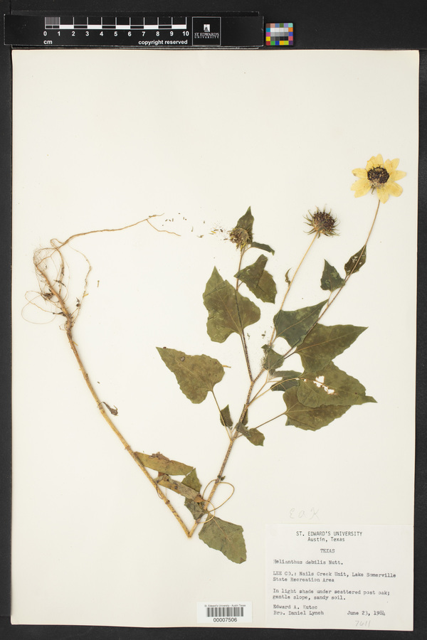 Helianthus debilis image