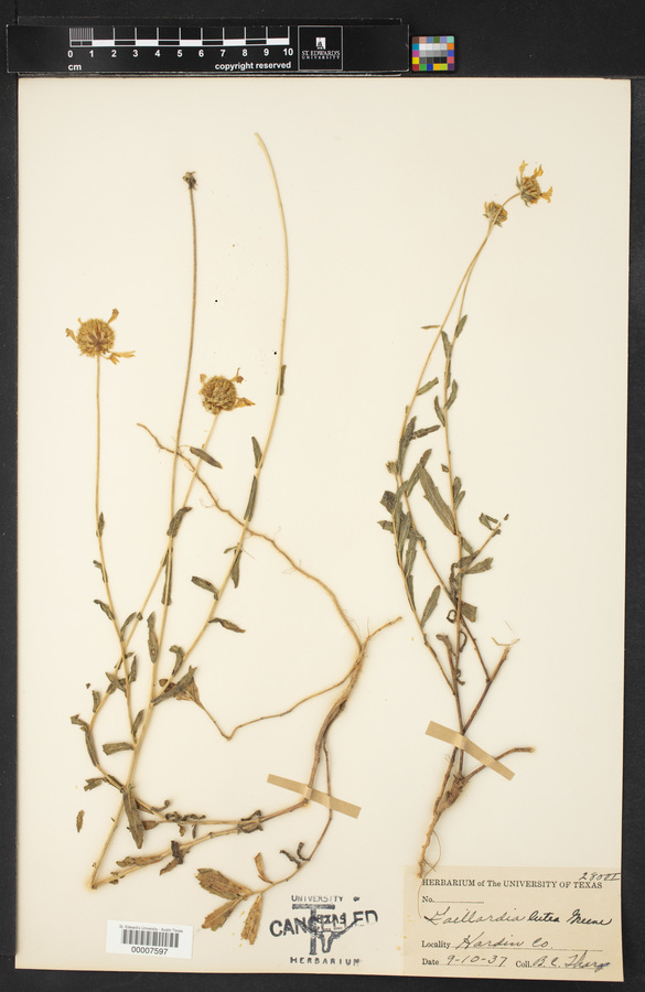 Gaillardia lutea image