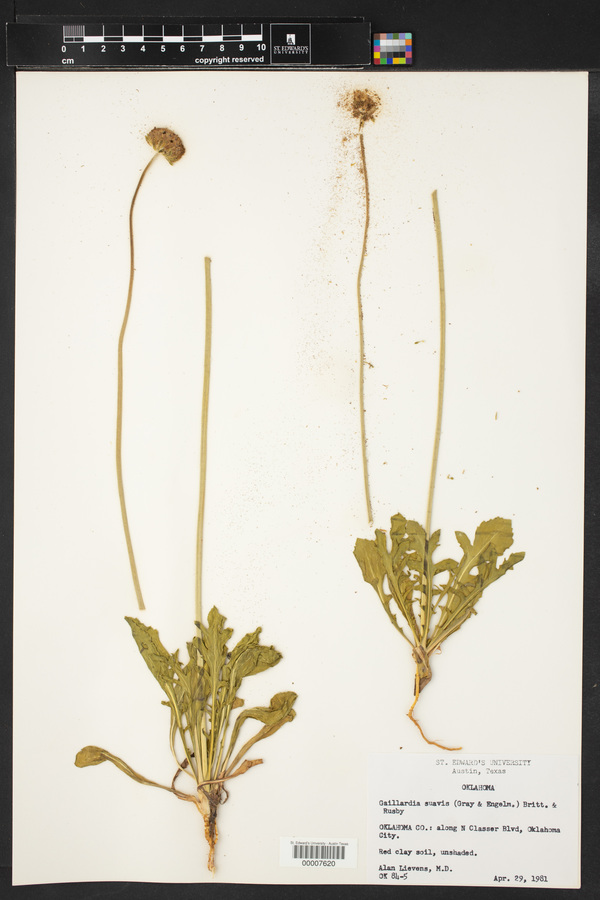 Gaillardia suavis image
