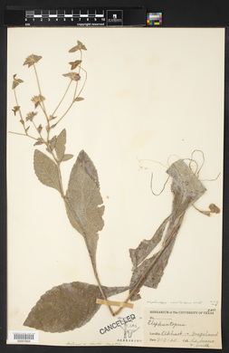 Elephantopus carolinianus image
