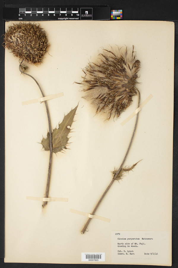 Cirsium purpuratum image