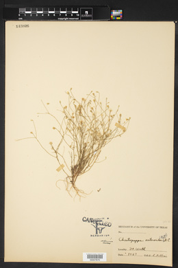 Chaetopappa asteroides image