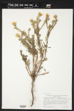 Chrysopsis stenophylla image