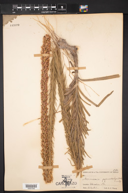 Image of Lacinaria pycnostachya