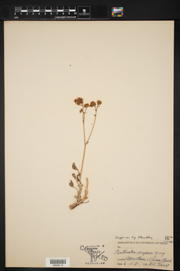 Psathyrotopsis scaposa image