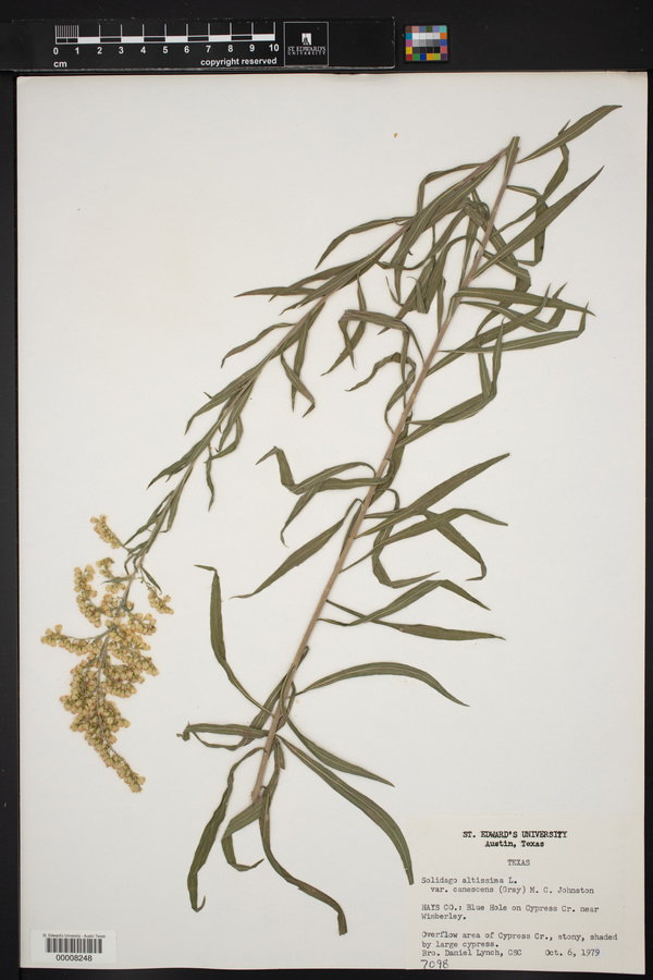 Solidago juliae image