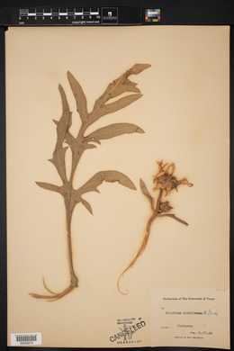 Silphium albiflorum image