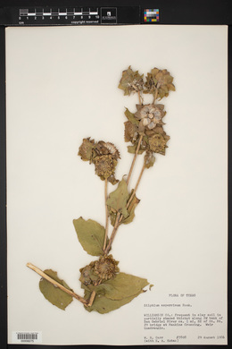 Silphium radula image