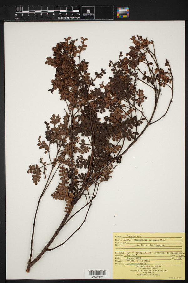 Weinmannia trianaea image