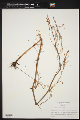 Rumex hastatulus image