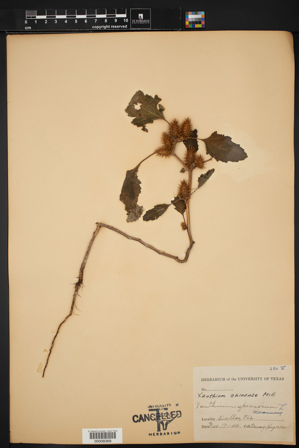 Xanthium strumarium var. glabratum image