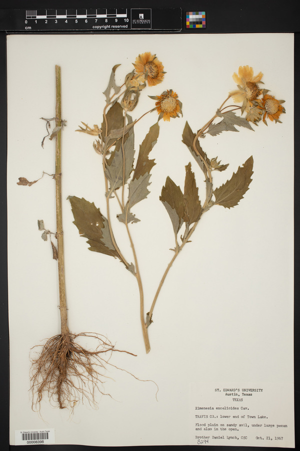 Verbesina encelioides subsp. encelioides image