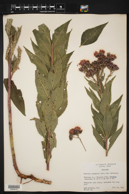 Vernonia baldwinii image