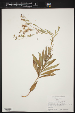 Vernonia texana image