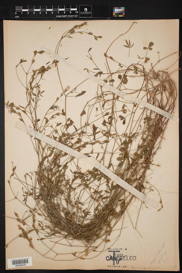 Zornia bracteata image