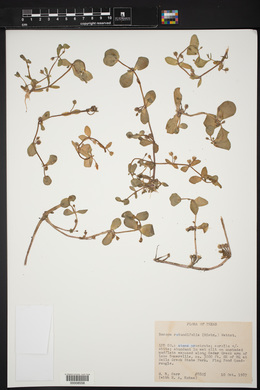 Bacopa rotundifolia image