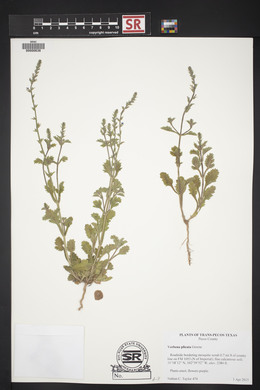 Verbena plicata image