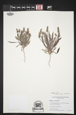 Plantago patagonica image